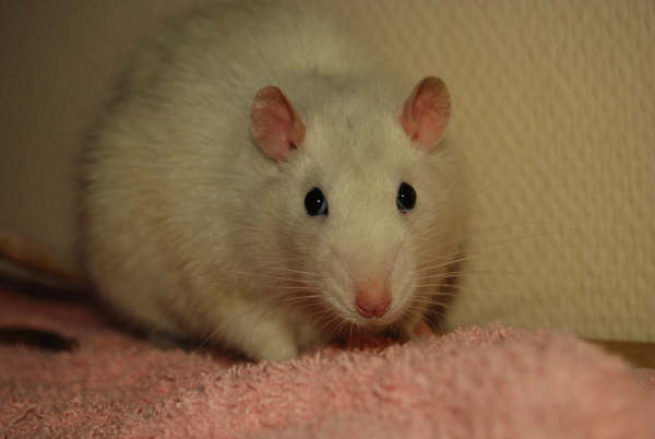 idefix