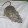 Blue Agouti, foto: Tomas Halld´n