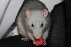 Annonsregler