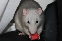 Annonsregler
