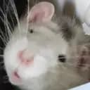 Hallonkatt