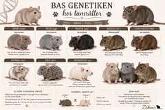 Enkel genetik