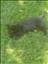 Kattbus