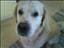 puppy_lover