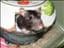 Knorr