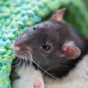 ratsofia